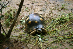 Astrochelys radiata