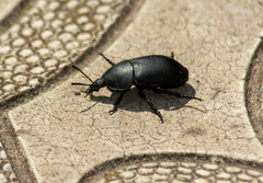 Ablattaria laevigata