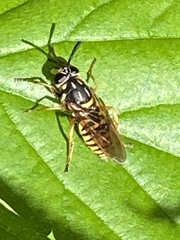 Sphecomyia vittata