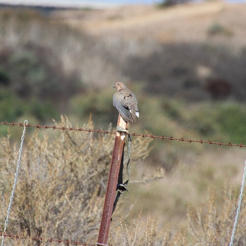 iNaturalist observation photo of Mourning Dove