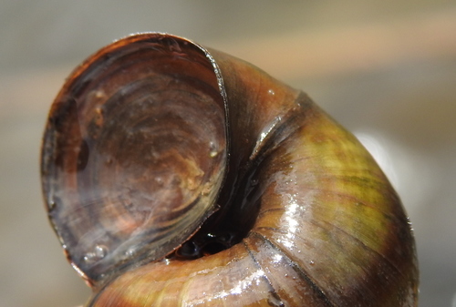 Lister's River-snail