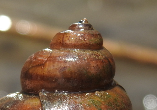 Lister's River-snail