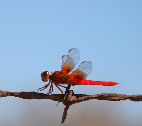 iNaturalist observation photo of Neon Skimmer