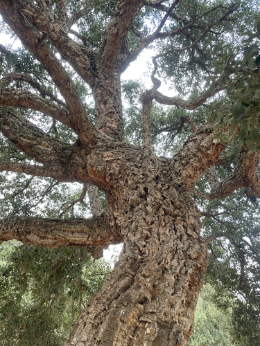 cork oak
