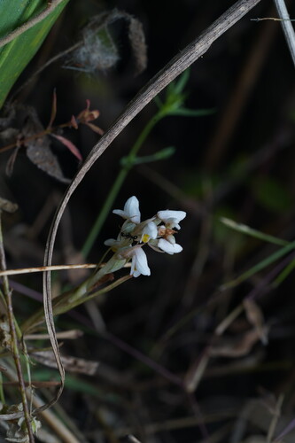 Zeuxine strateumatica, photograph 3