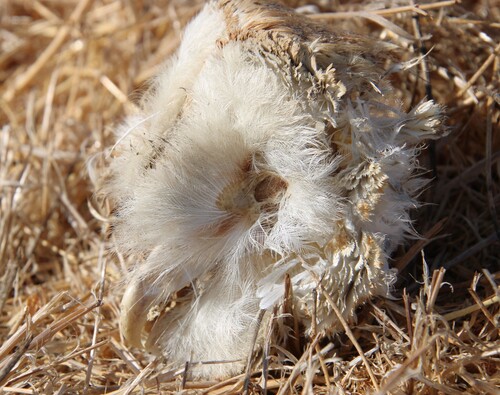 iNaturalist observation photo of American Barn Owl