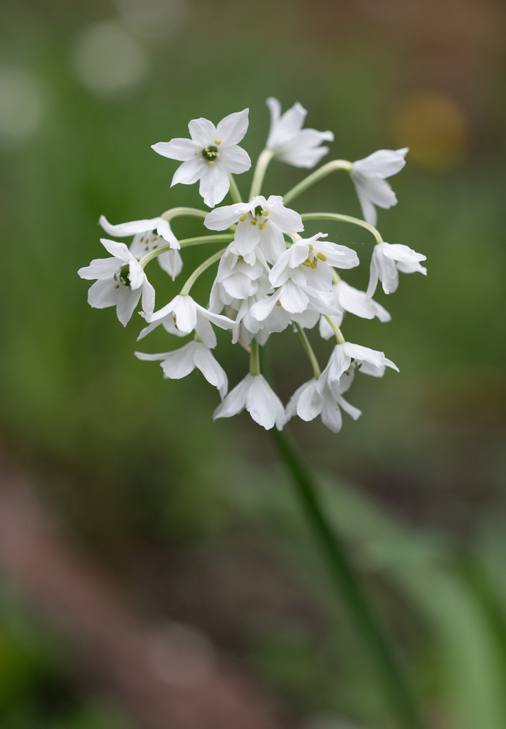 Allium trifurcatum
