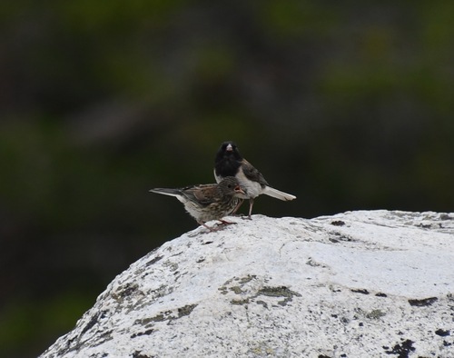 iNaturalist observation photo of Dark-eyed Junco