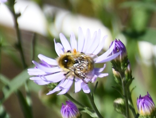 iNaturalist observation photo of Vancouver Bumble Bee