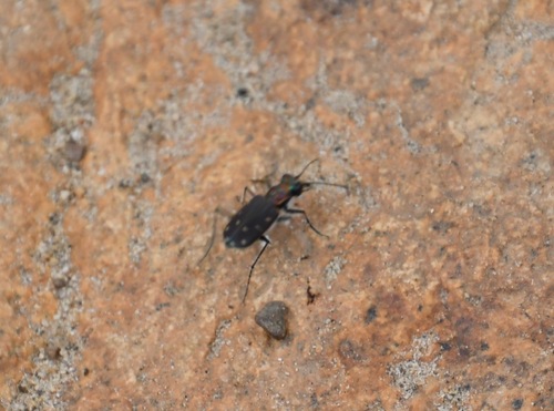 iNaturalist observation photo of Western Tiger Beetle