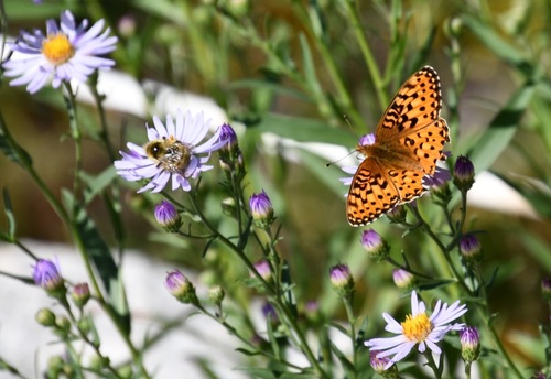iNaturalist observation photo of Mormon Fritillary