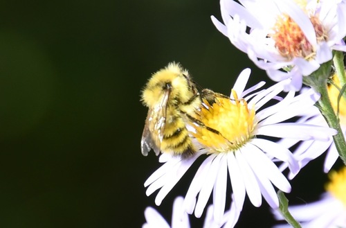 iNaturalist observation photo of Yellow-fronted Bumble Bee
