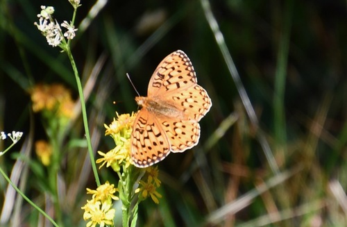 iNaturalist observation photo of Mormon Fritillary