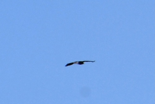 iNaturalist observation photo of Bald Eagle