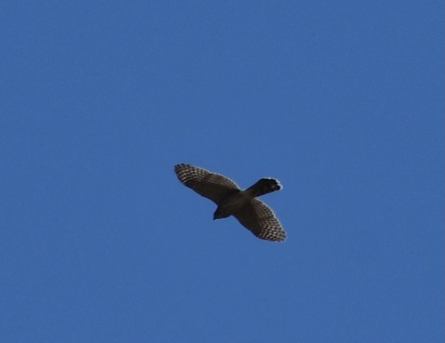 iNaturalist observation photo of Cooper's Hawk