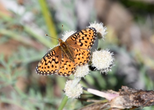iNaturalist observation photo of Mormon Fritillary