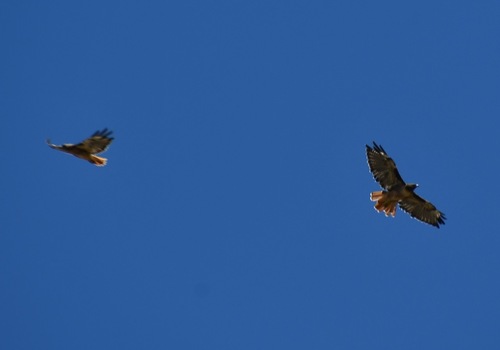 iNaturalist observation photo of Red-tailed Hawk