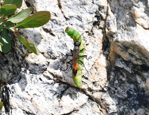 iNaturalist observation photo of Parker's Thread-waisted Wasp