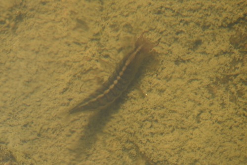 iNaturalist observation photo of Dytiscus