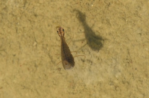 iNaturalist observation photo of Abbreviated Predaceous Diving Beetle