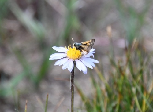 iNaturalist observation photo of Sandhill Skipper