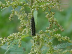 Aglais urticae