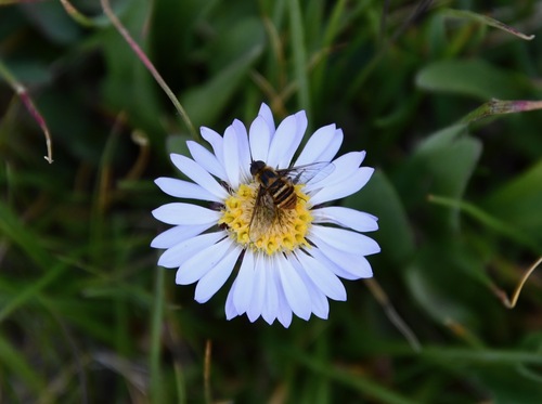 iNaturalist observation photo of Brachyceran Flies