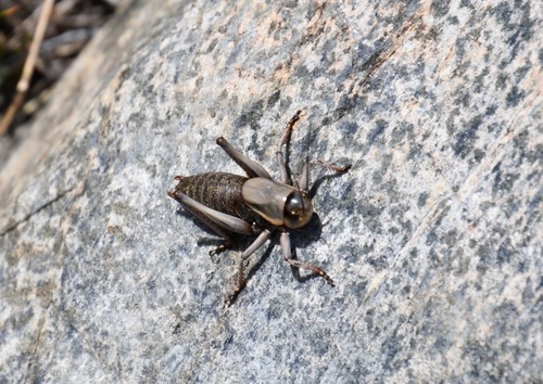 iNaturalist observation photo of Mormon Cricket