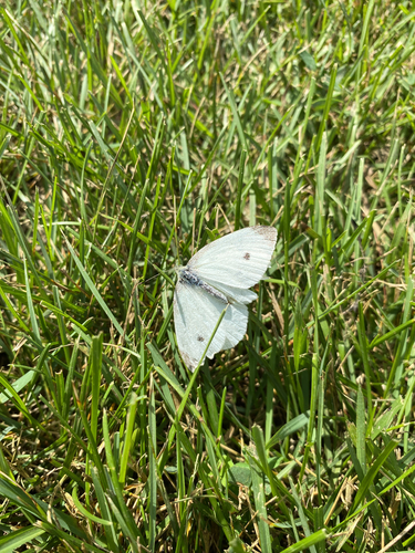 Small White