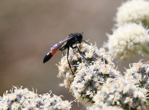 iNaturalist observation photo of Common Thread-waisted Wasp