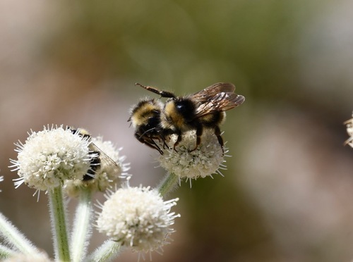 iNaturalist observation photo of Yellowish Cuckoo Bumble bee
