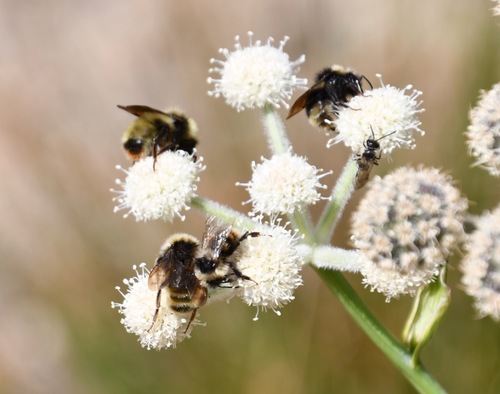 iNaturalist observation photo of Van Dyke's Bumble Bee