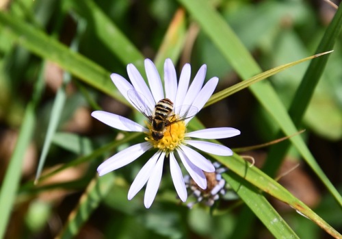 iNaturalist observation photo of Villa lateralis
