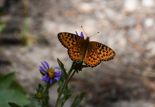 iNaturalist observation photo of Mormon Fritillary