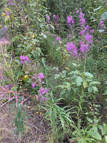 fireweed