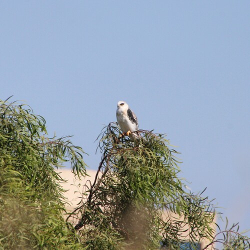 iNaturalist observation photo of White-tailed Kite