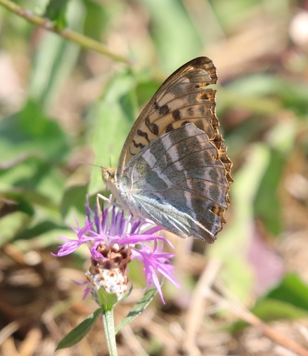 Silver-washed Fritillary