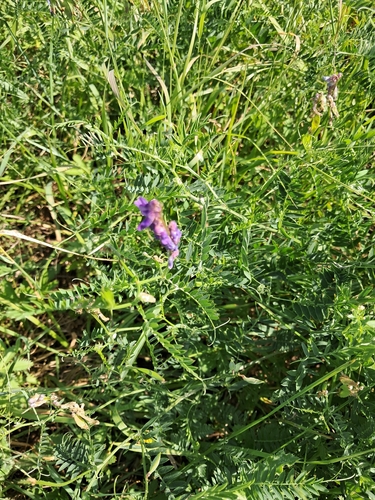 tufted vetch