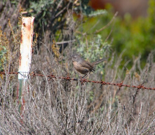 iNaturalist observation photo of Wrentit