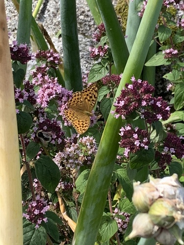 Silver-washed Fritillary
