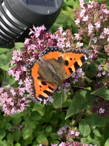 Small Tortoiseshell