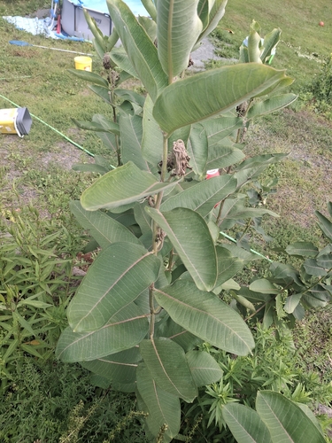 common milkweed