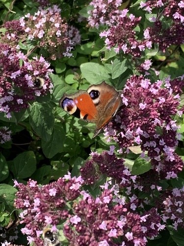 European Peacock Butterfly