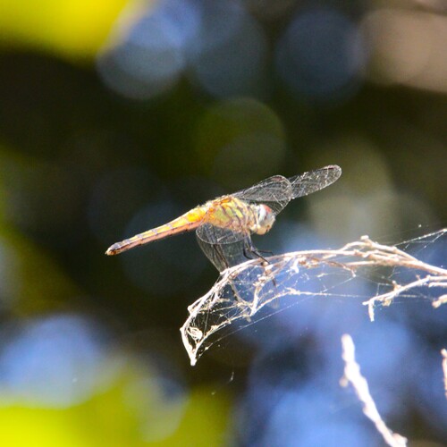 iNaturalist observation photo of Blue Dasher
