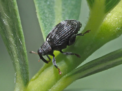 Tachyerges decoratus