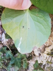Phytomyza doronici