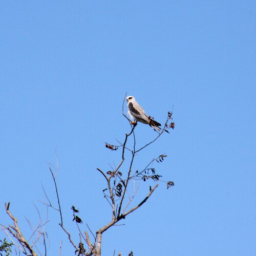 iNaturalist observation photo of White-tailed Kite