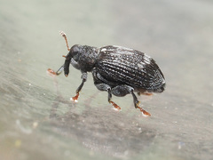 Tachyerges decoratus