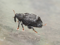 Tachyerges decoratus