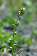 Uromyces pisi-sativi